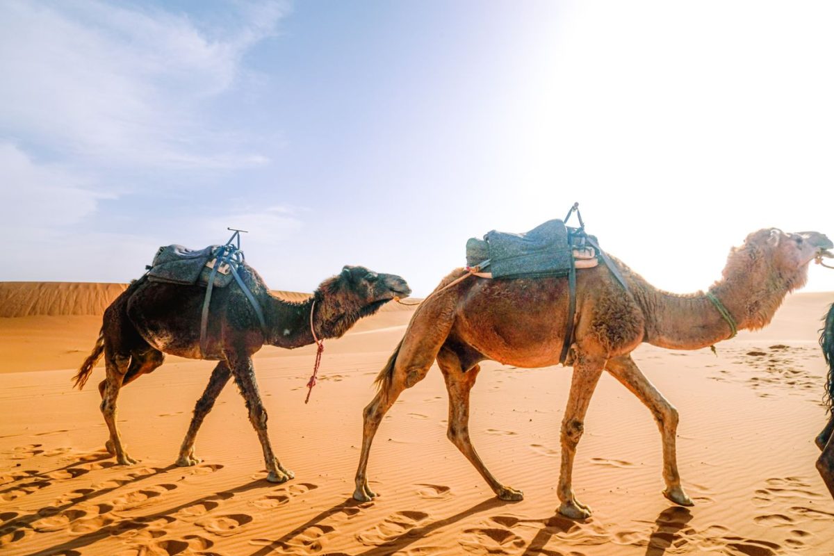 Camels crossing the Moroccan desert at dusk